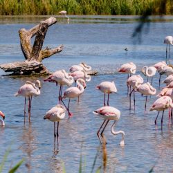 flamants rose dans l'eau